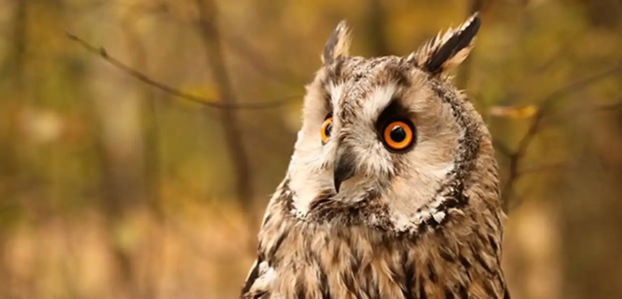 Long-eared Owl